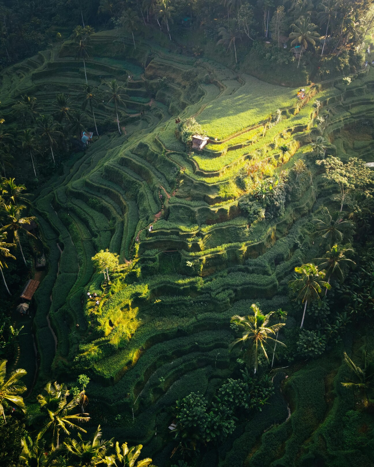 Tegallalang Rice Terrace, Ubud - featured