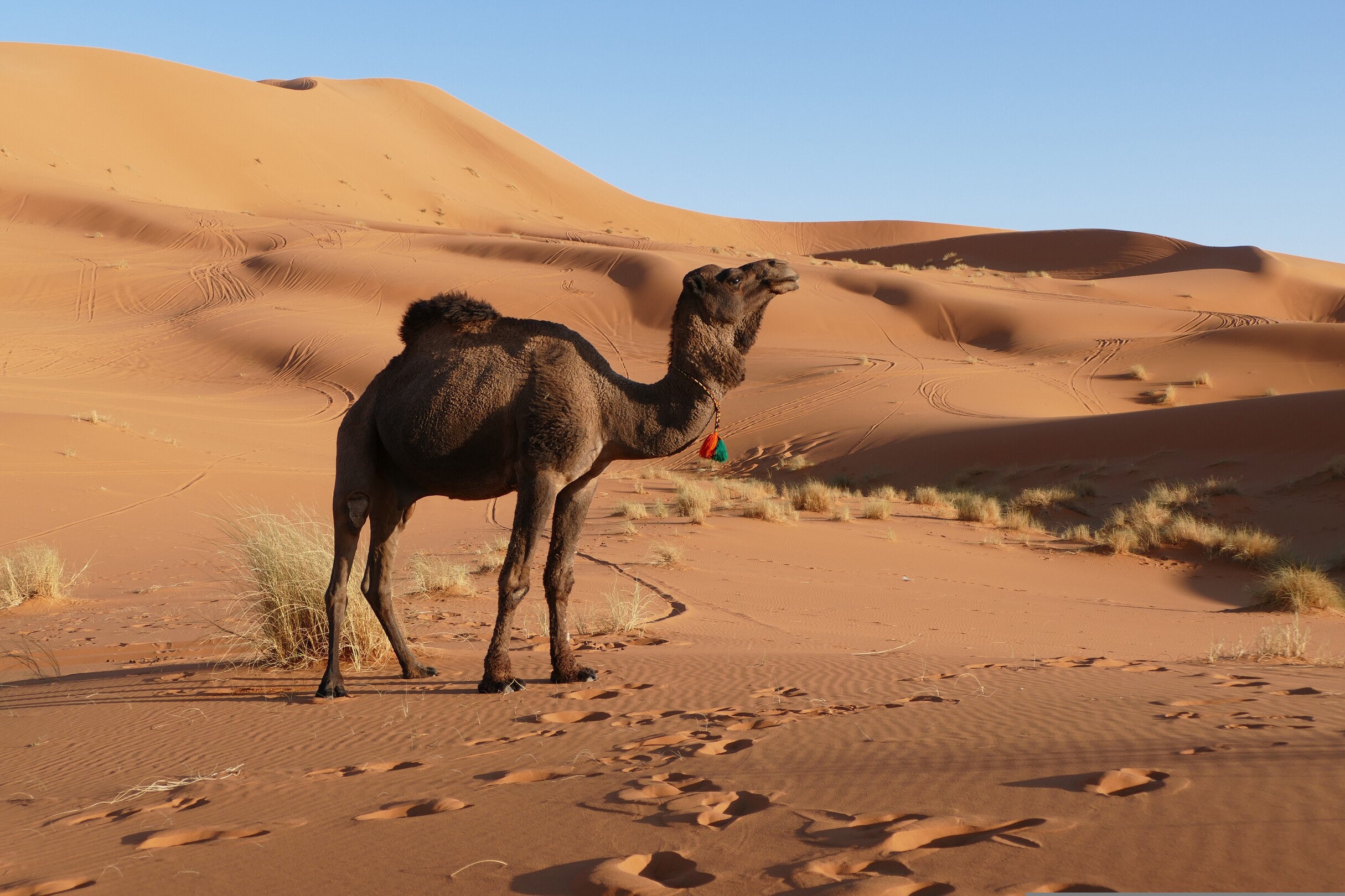 Merzouga camel - featured 