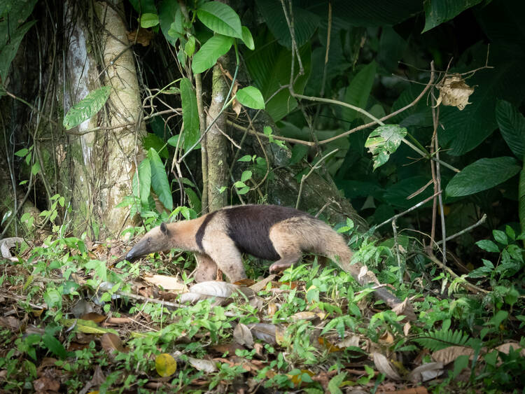 Corcovado National Park Costa Rica