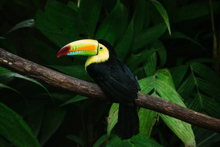 Toucan