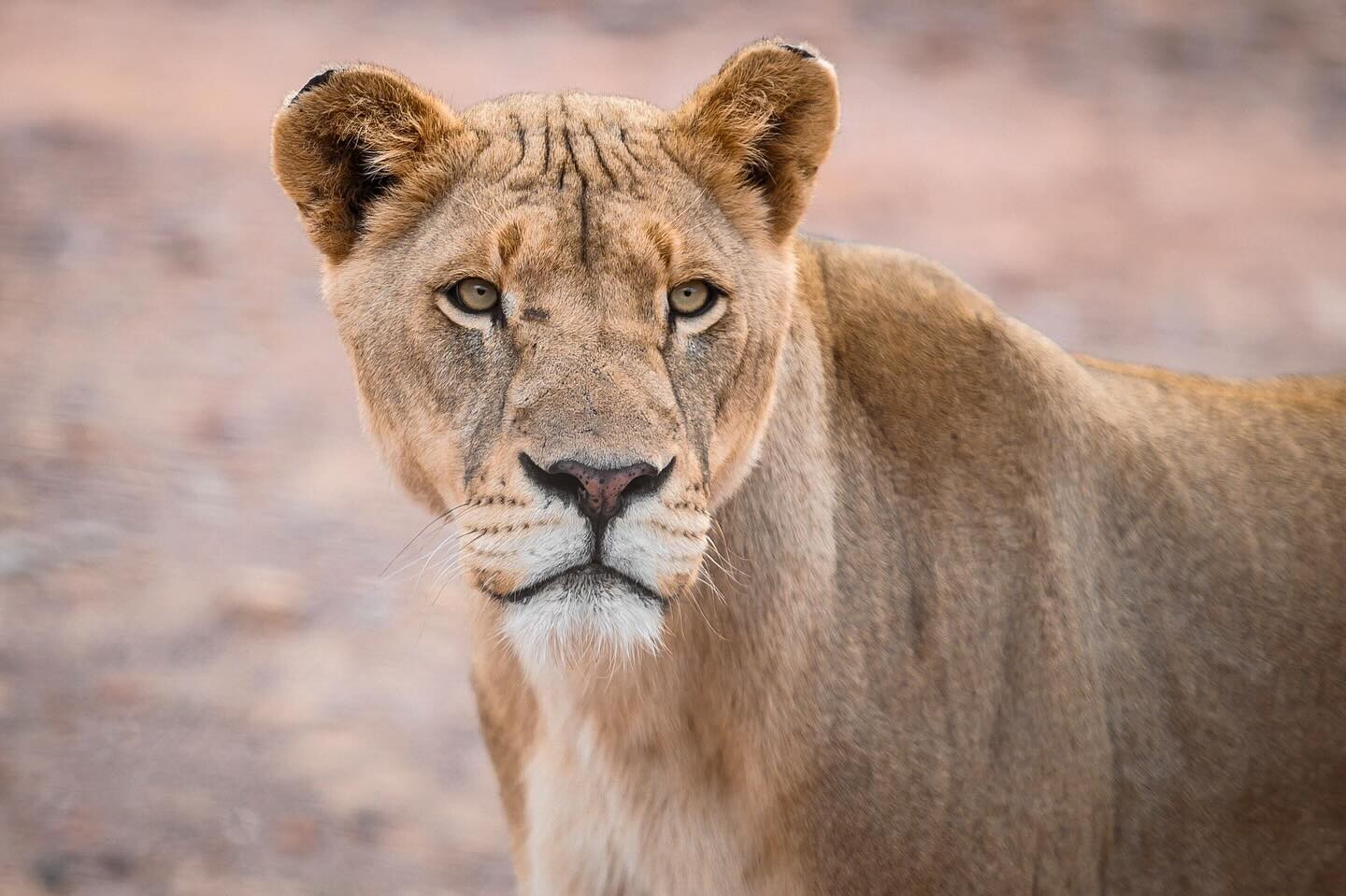 Aquila Private Game Reserve - feature
