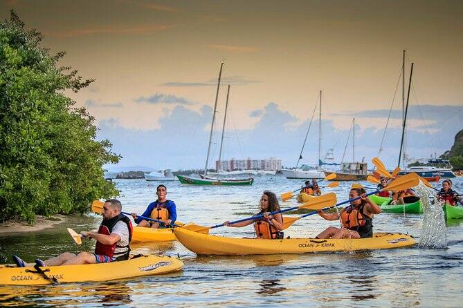 Biobay kayaking tour