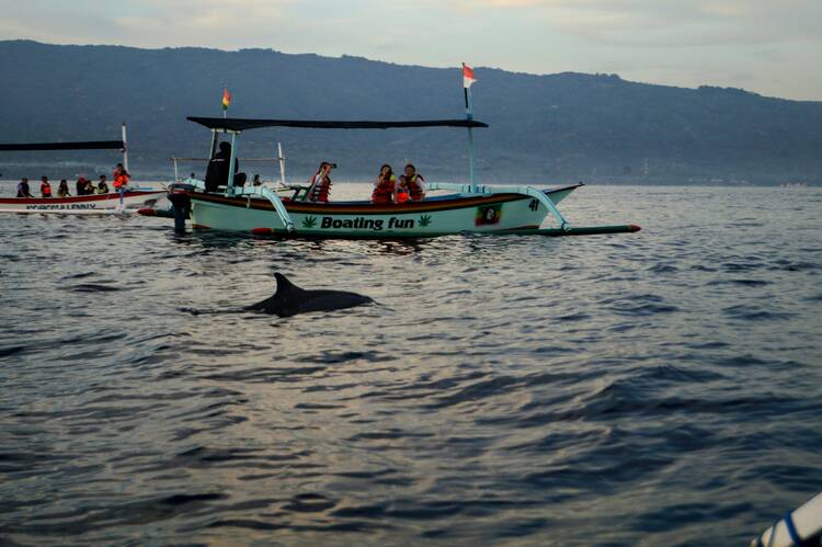 Lovina dolphin, Bali