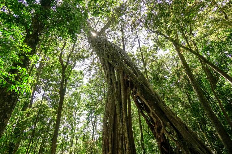 Monteverde Cloud Forest