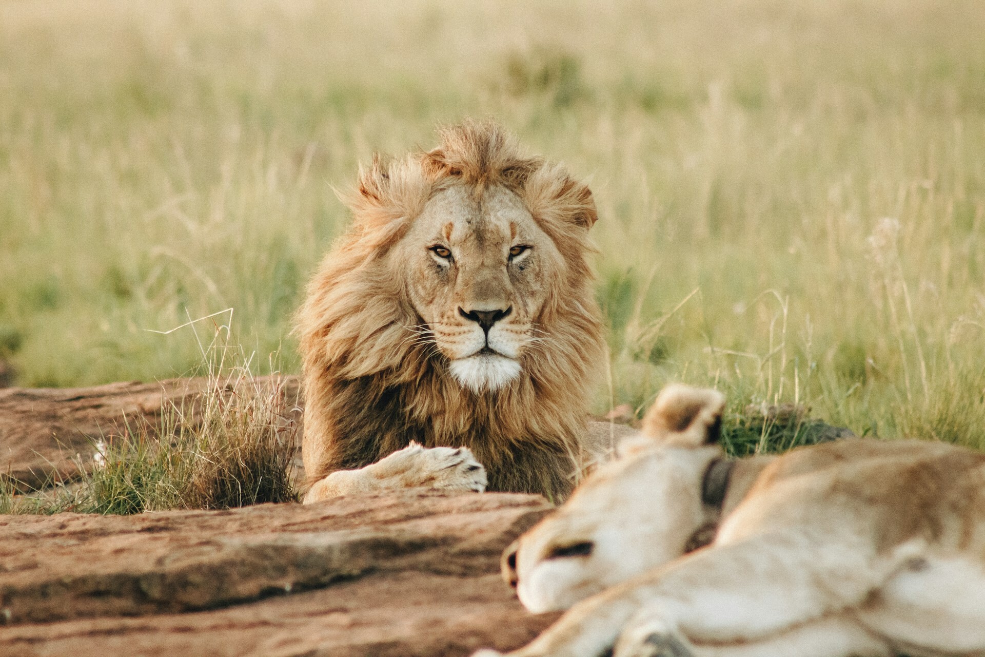 Aquila lion