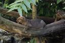 Jaguarundi cat