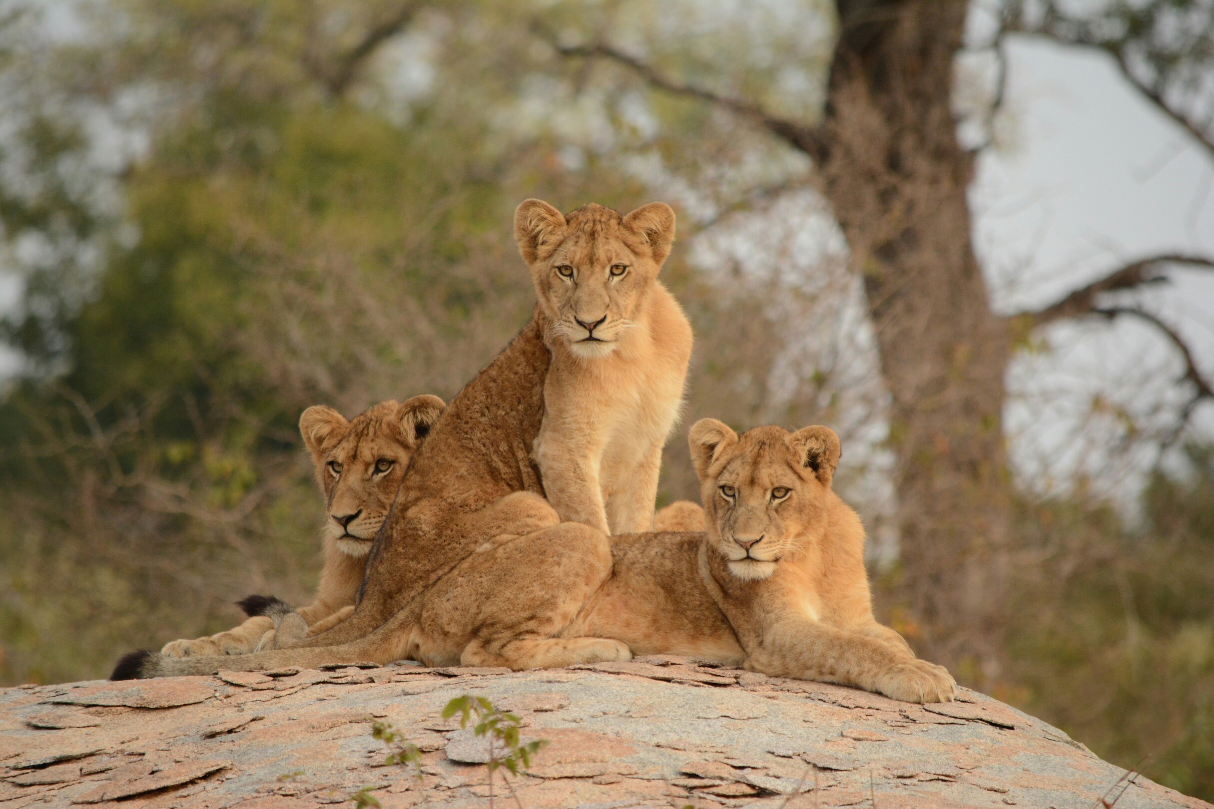 Kruger National Park Lion Feature