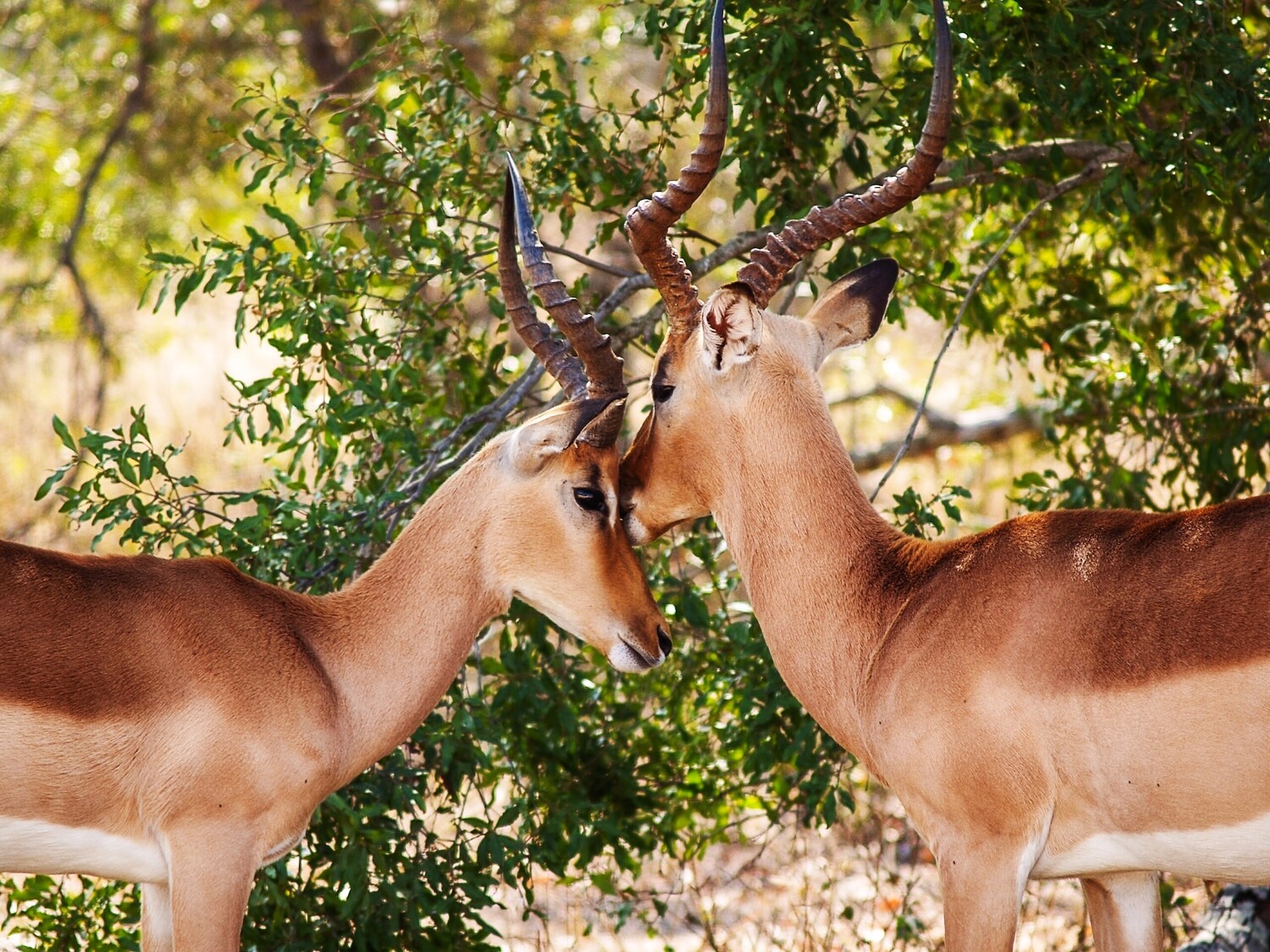 Kruger National Park