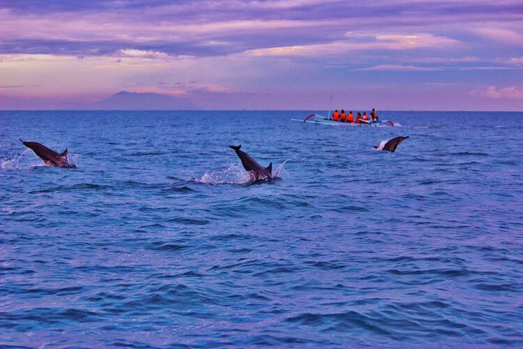Lovina dolphins - featured