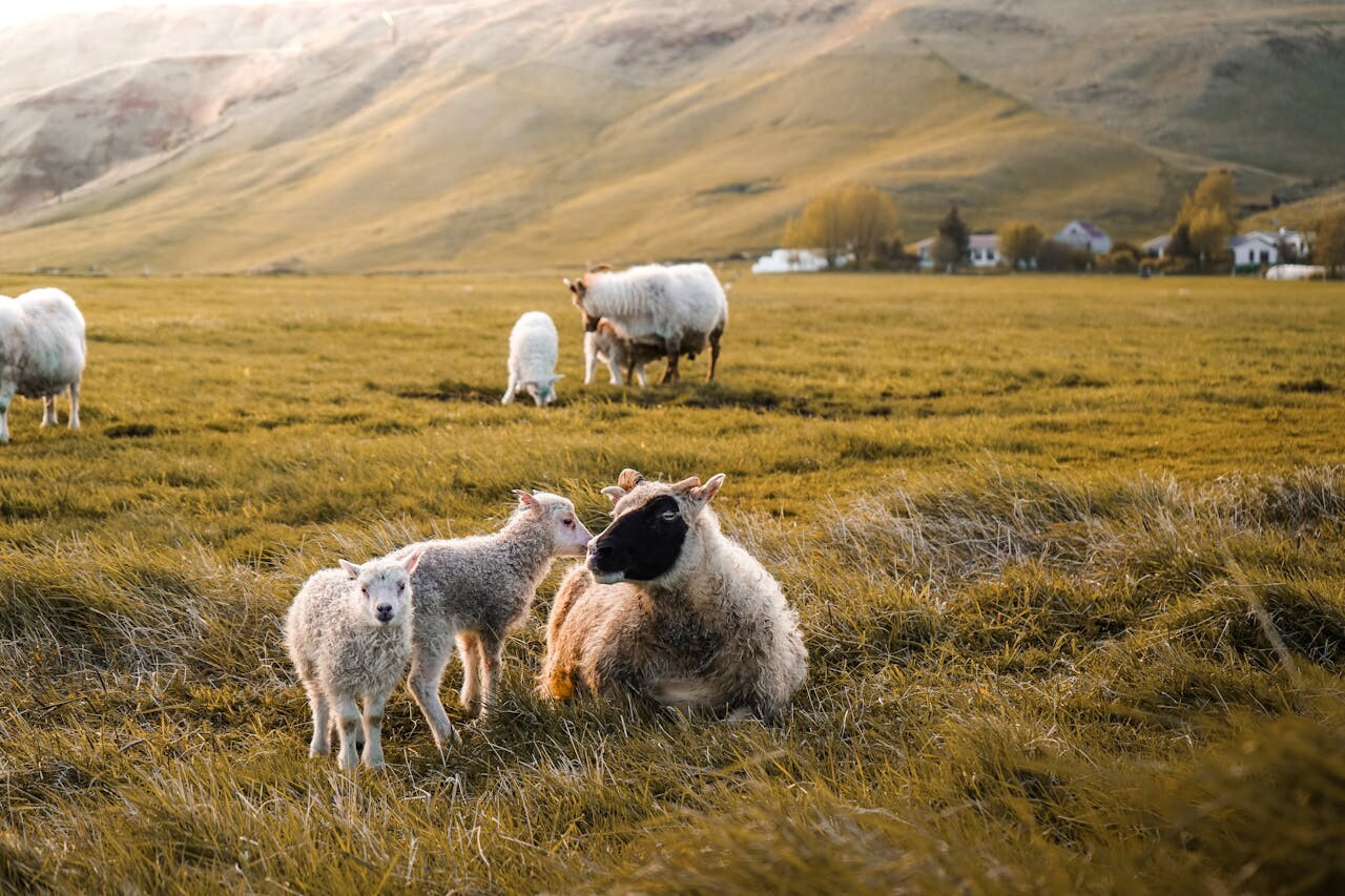 Iceland sheep - feature