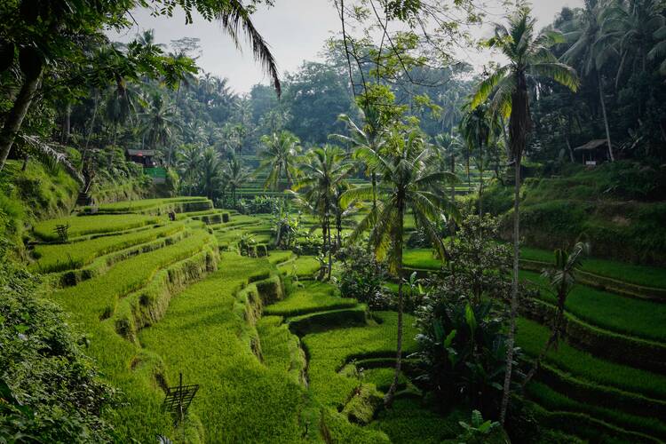 Tegallalang rice terraces