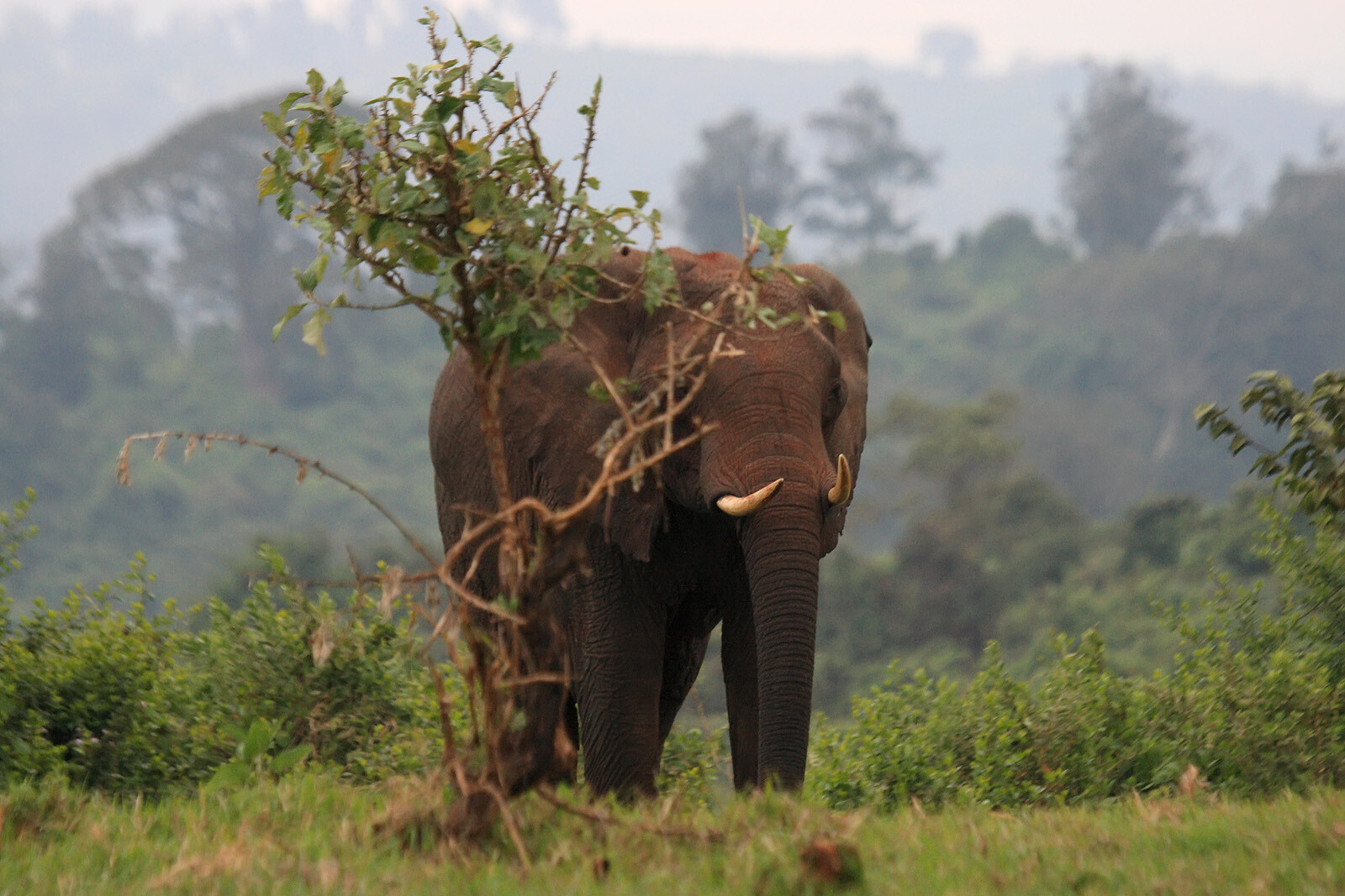 Aberdare National Park Elephant Kenya Feature