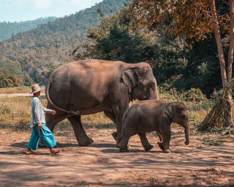 Elephants, Chiang Mai