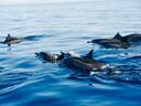 Dolphin tour