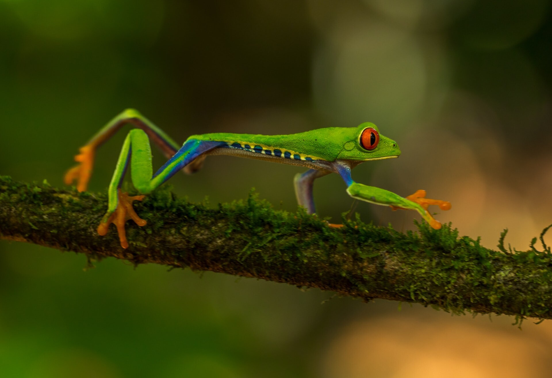 Costa Rican wildlife