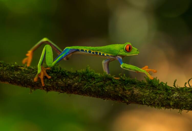 Costa Rican wildlife
