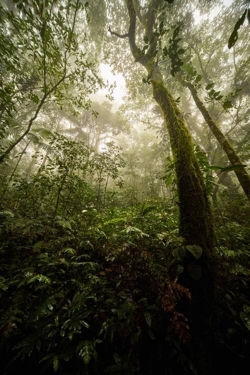 Costa Rica jungle - featured