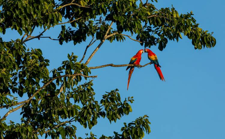 Macaw Costa Rica