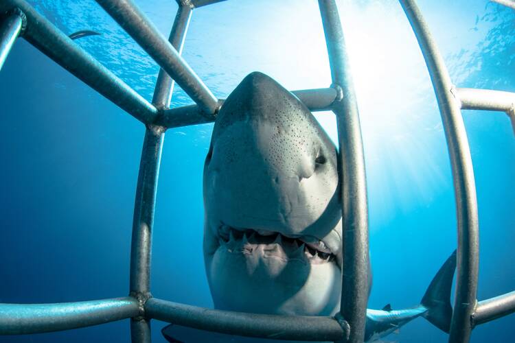 Shark cage dive