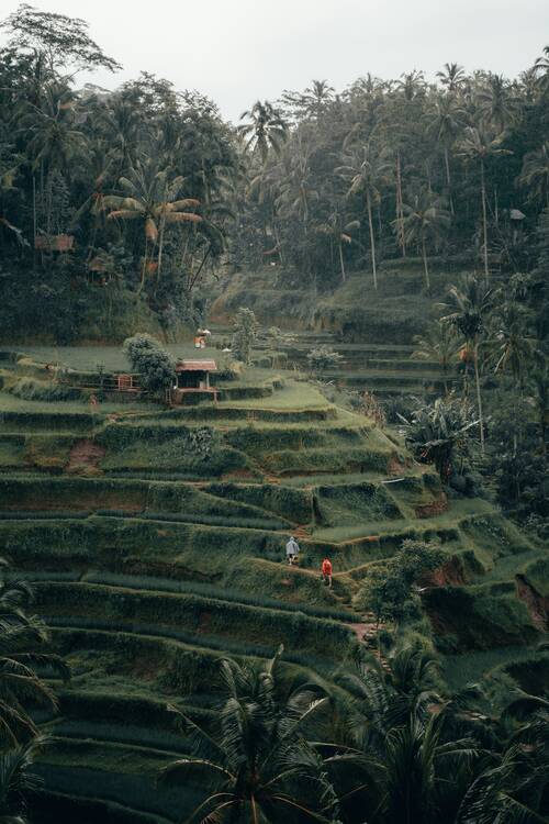 Ubud free 