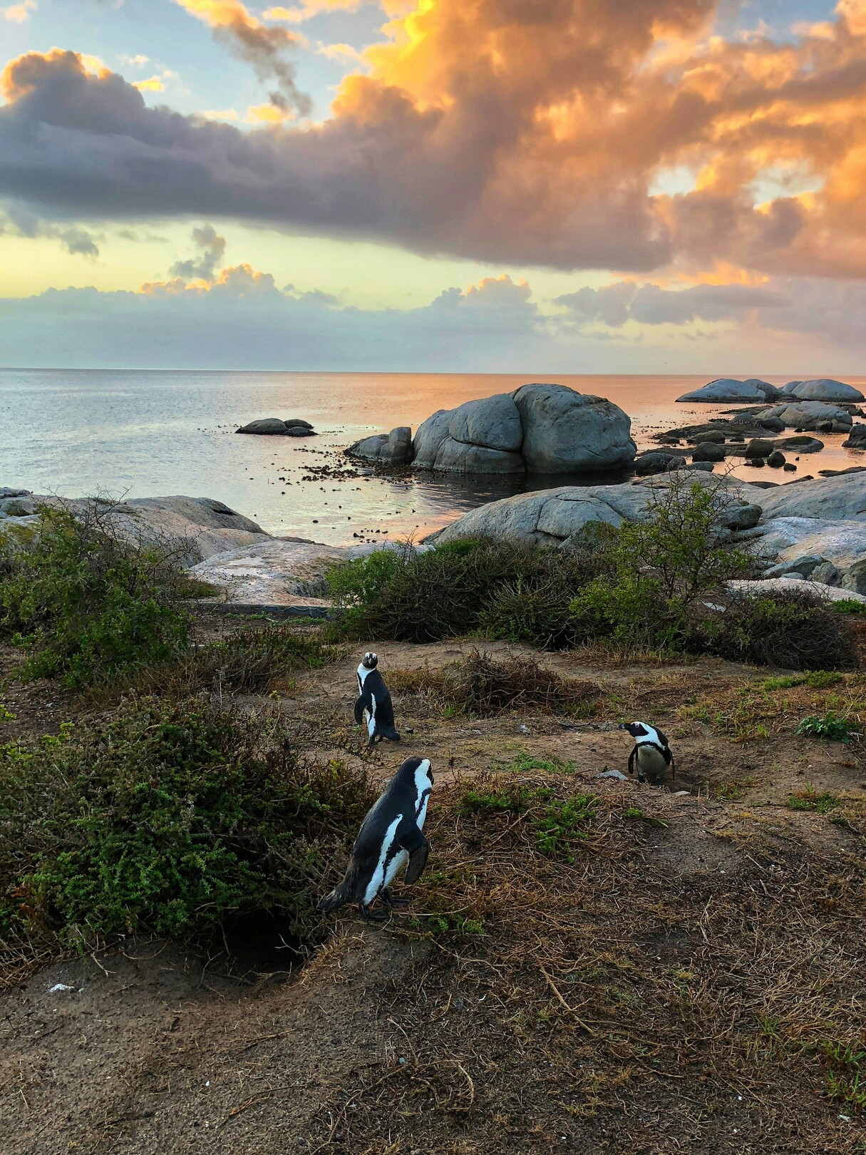 Boulders Beach