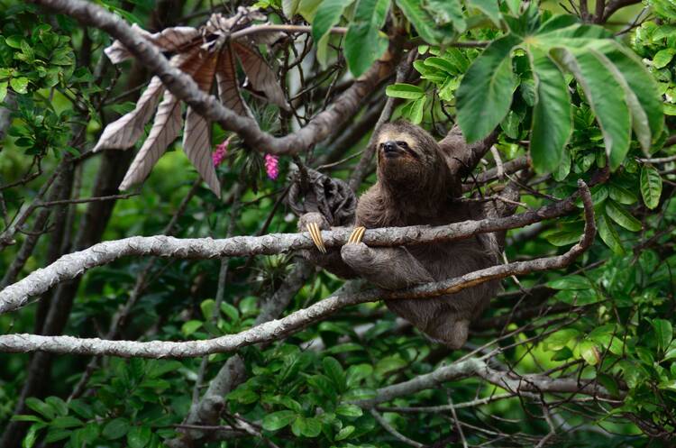 Sloth