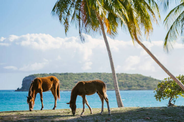 Vieques wild horses