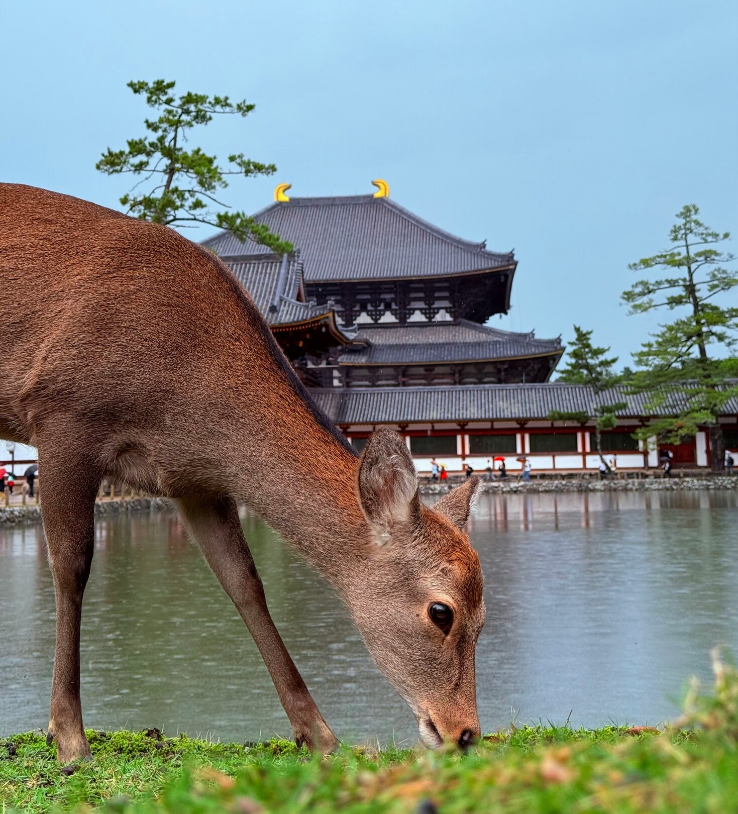Nara Deer Park
