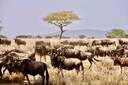 Serengeti National Park