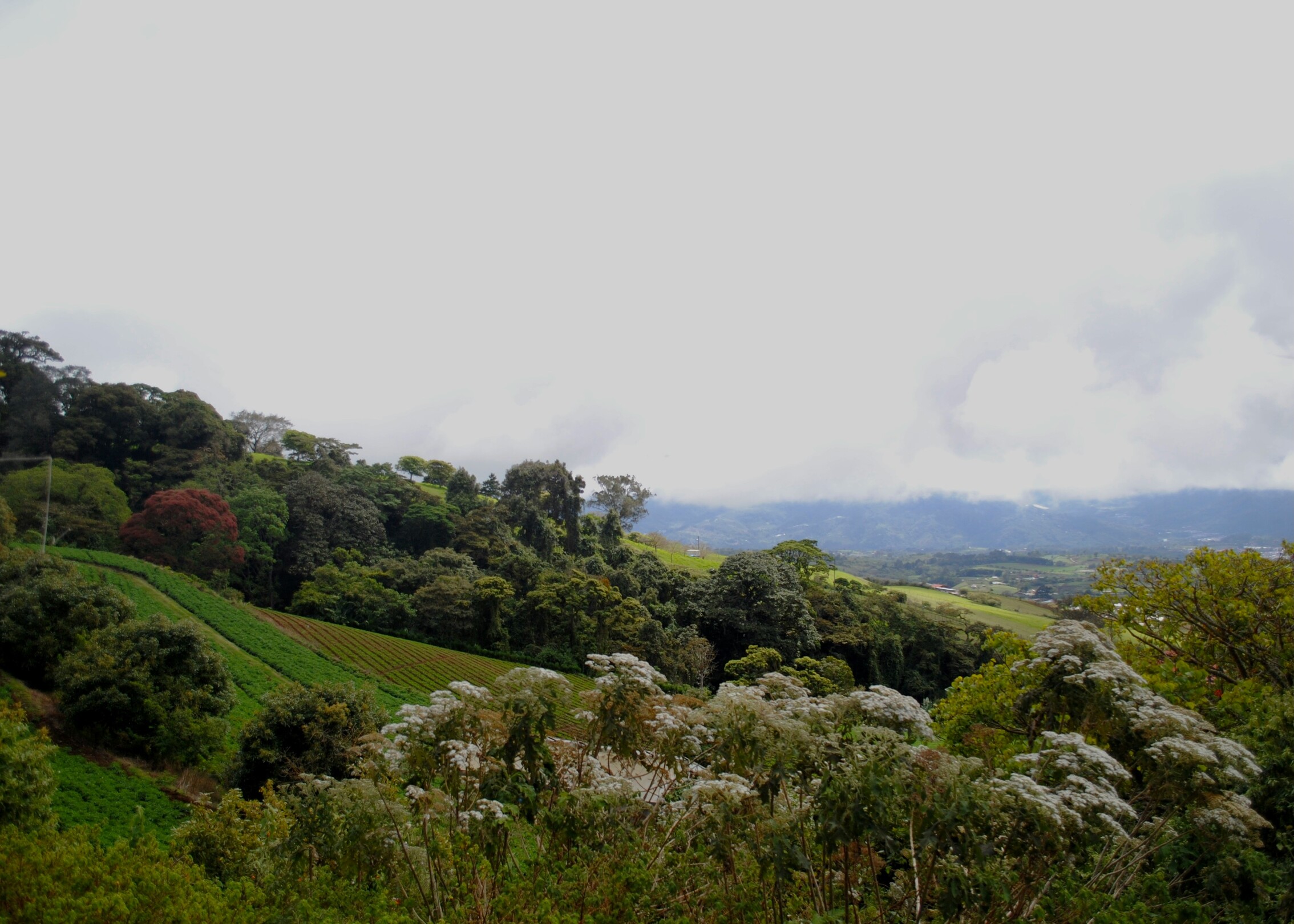 Costa Rica Horticulture