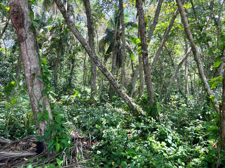 Gandoca Manzanillo Wildlife Rescue