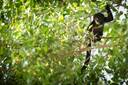 Monkey in Costa Rica