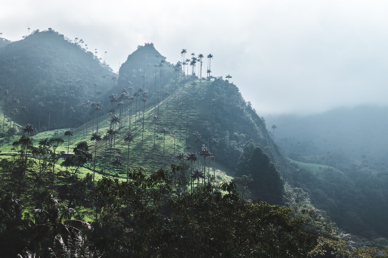 Wax Palm Valley
