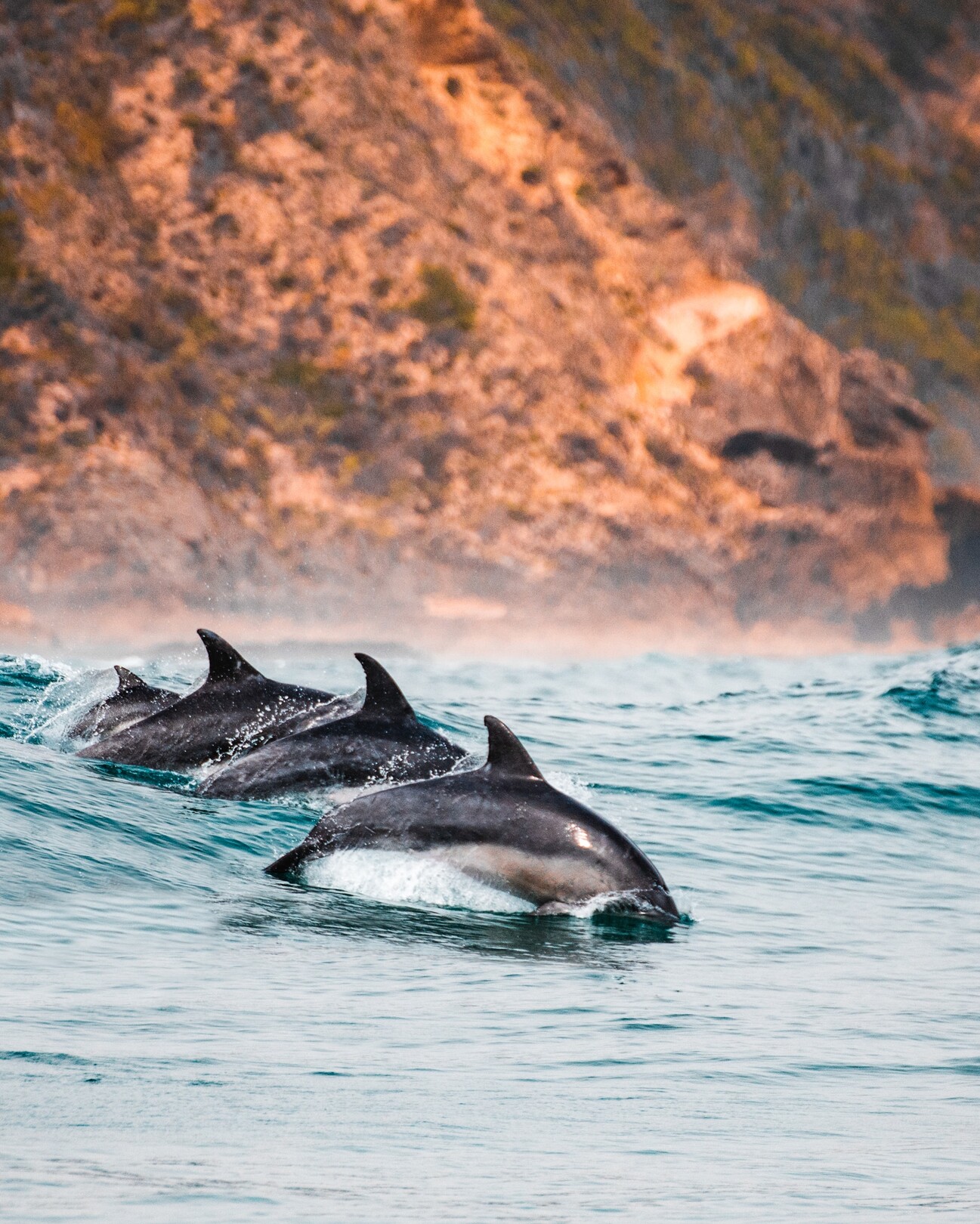 Dolphins