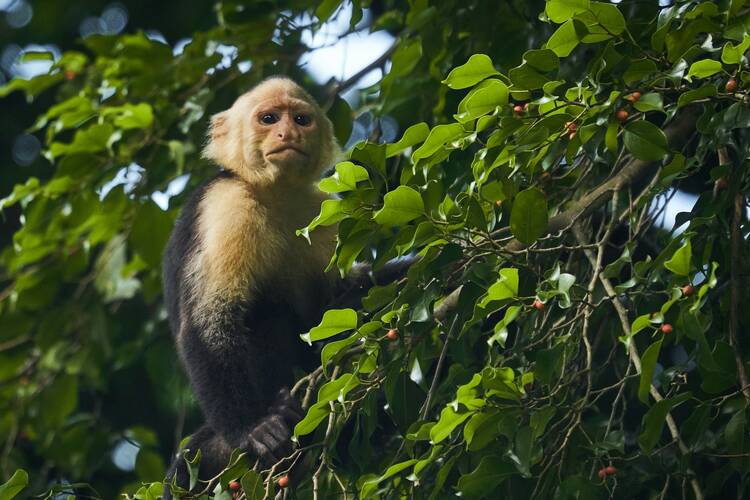 Costa Rica wildlife