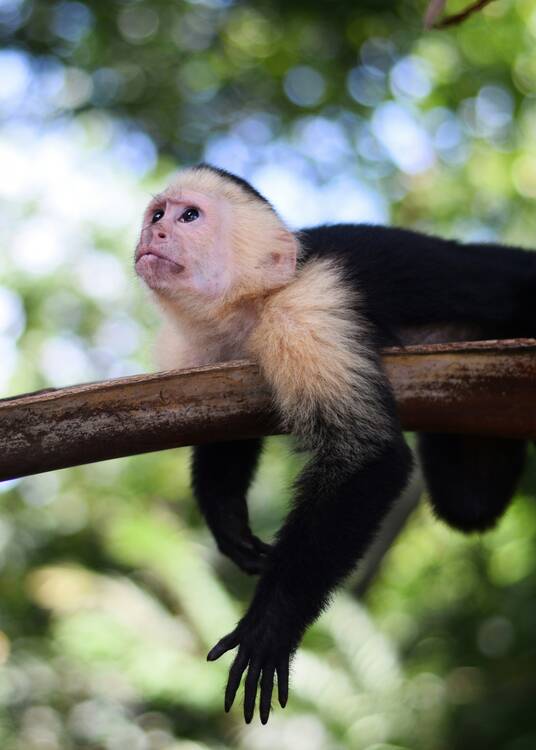 Monkey