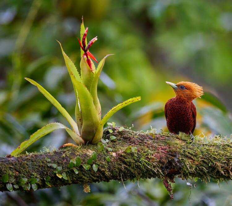Costa Rica bird