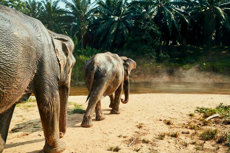 Phuket elephant